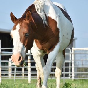 Meet your Posher, Wild